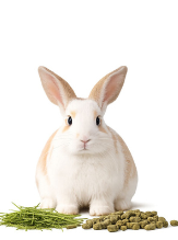 Rabbit Food
