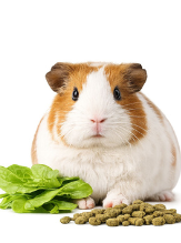 Guinea Pig Food