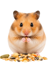 Hamster Food