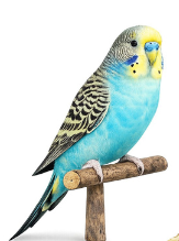 Bird Food