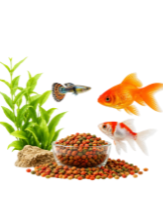Fish Food